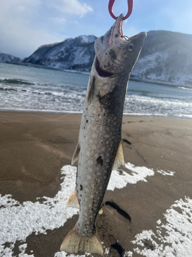 アメマスの釣果