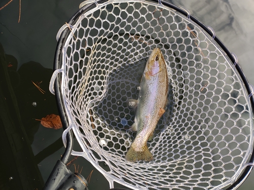 ニジマスの釣果