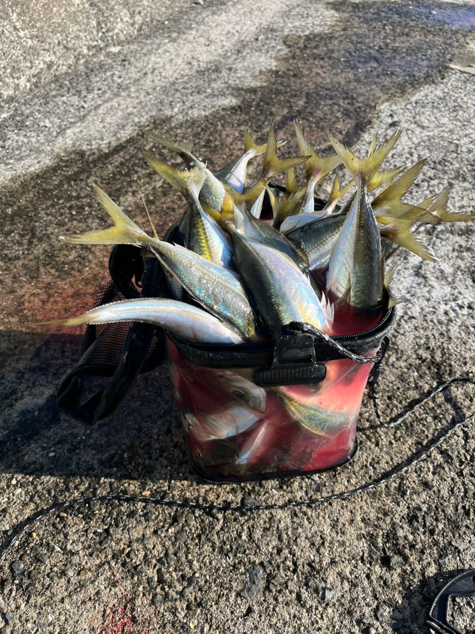 アジ