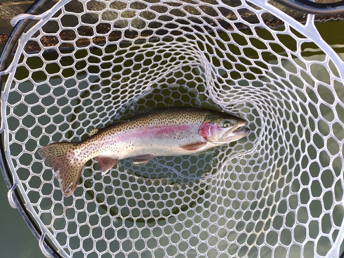 ニジマスの釣果