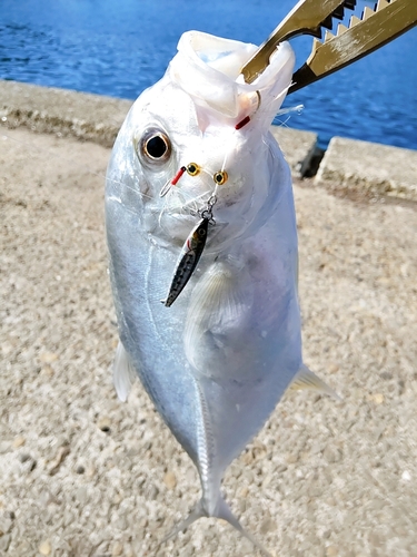 メッキの釣果