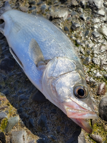 フッコ（ヒラスズキ）の釣果