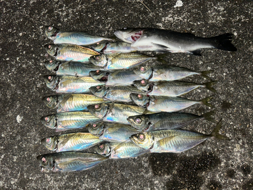 鹿児島湾北部