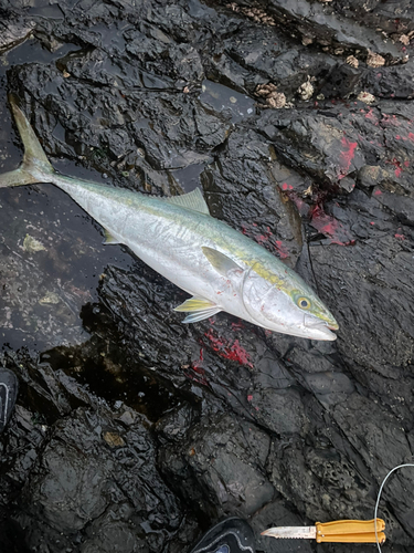 メジロの釣果