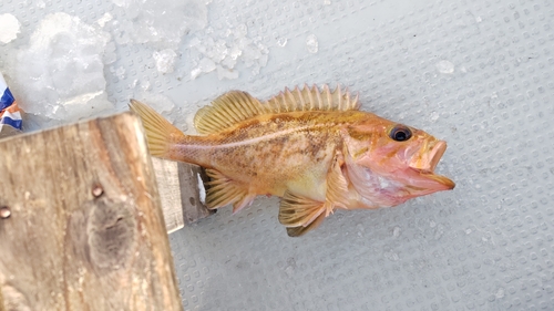 ヤナギノマイの釣果