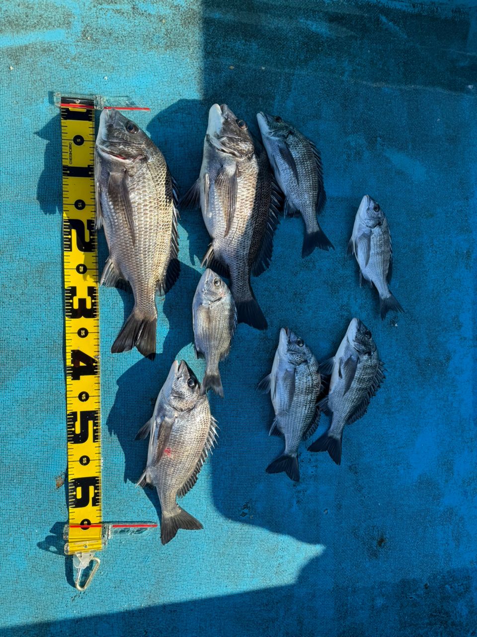 滝さんの釣果 1枚目の画像