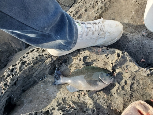 クロの釣果