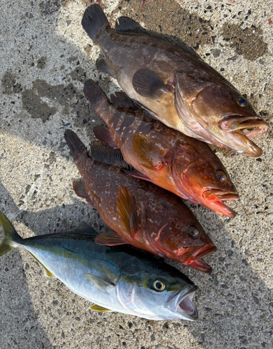 クエの釣果