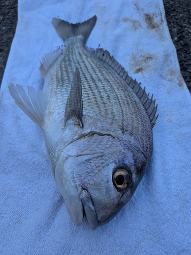 ヒョウタイの釣果