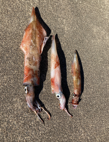 ヤリイカの釣果