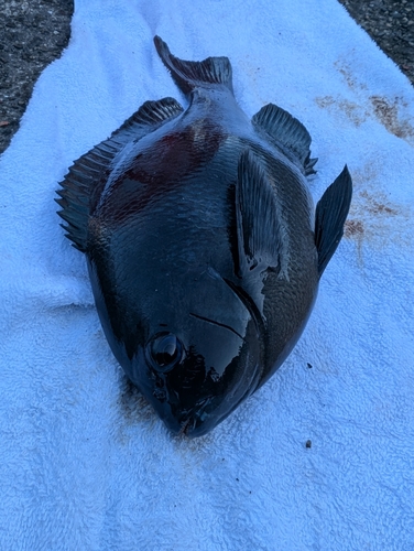 グレの釣果