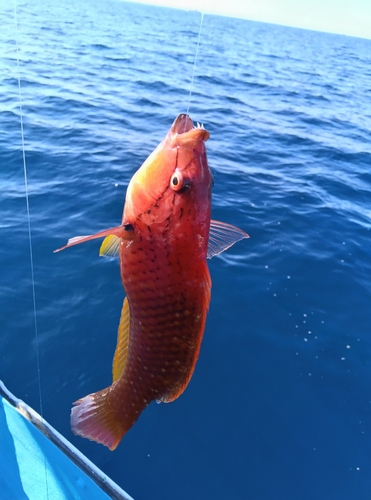 アカササノハベラの釣果