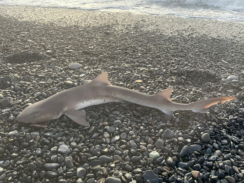 ドチザメの釣果