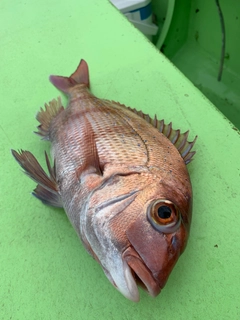 マダイの釣果