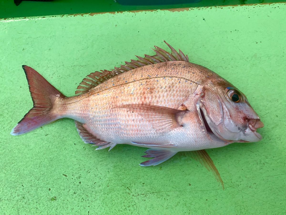 わじゅけんさんの釣果 2枚目の画像