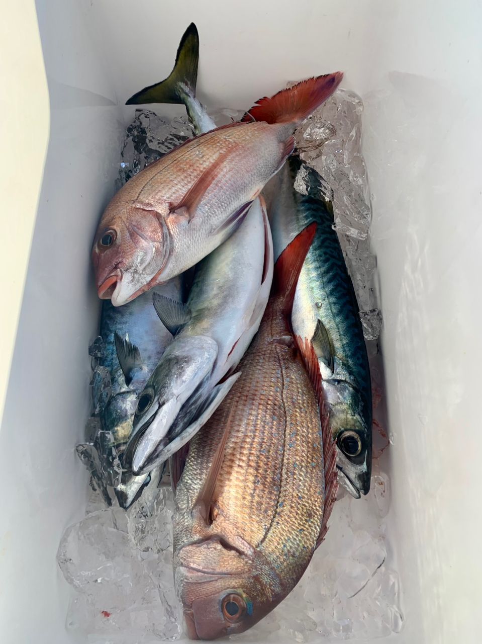 わじゅけんさんの釣果 3枚目の画像