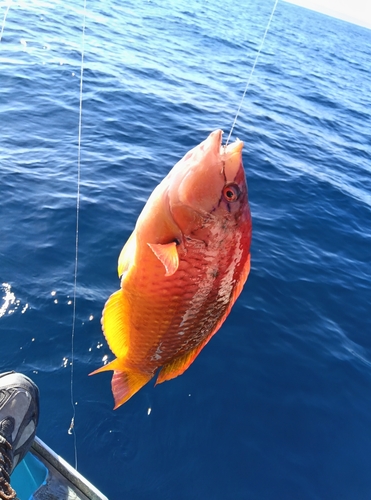 アカササノハベラの釣果