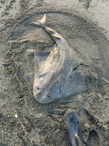 カスザメの釣果