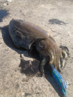 モンゴウイカの釣果