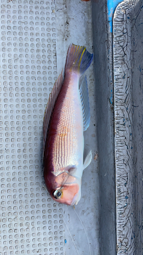 アカアマダイの釣果