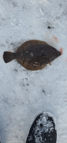 カレイの釣果