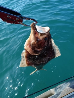 ヒラメの釣果