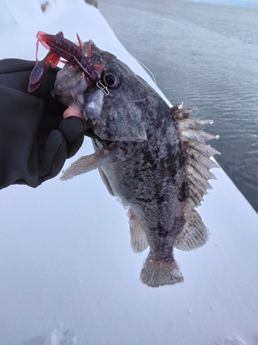 クロソイの釣果