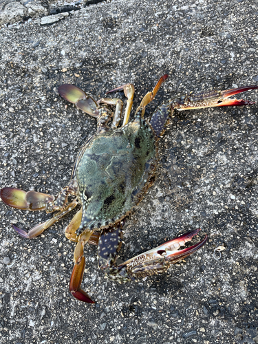 ワタリガニの釣果