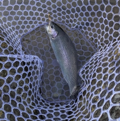 ニジマスの釣果