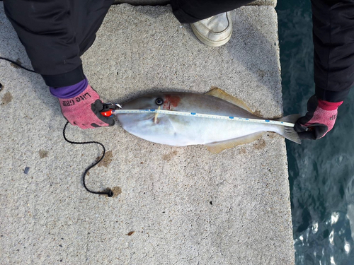 ウスバハギの釣果