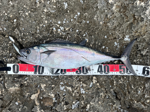 イソマグロの釣果