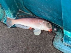 シロアマダイの釣果