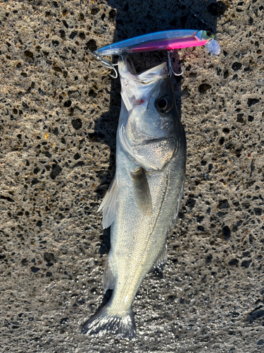 フッコ（マルスズキ）の釣果