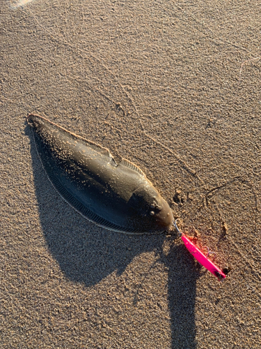 シタビラメの釣果