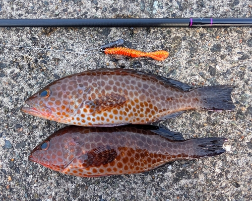 オオモンハタの釣果