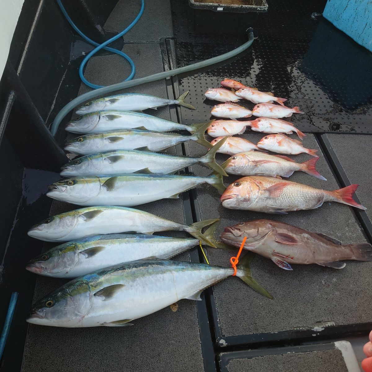 九三丸さんの釣果 3枚目の画像