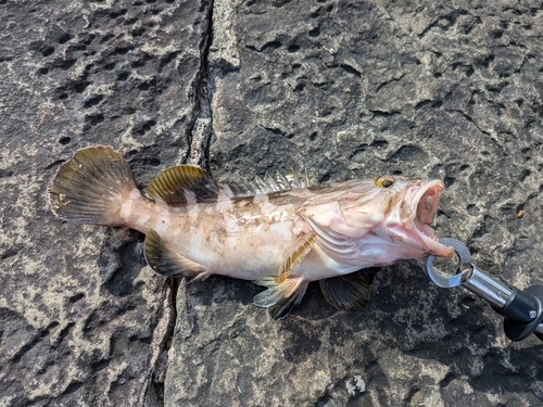 チャイロマルハタの釣果