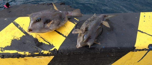 ウミスズメの釣果