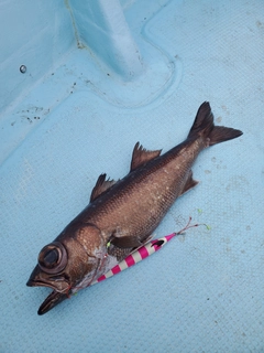 クロムツの釣果