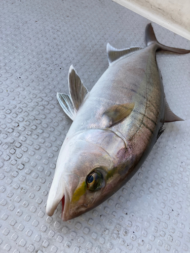 カンパチの釣果