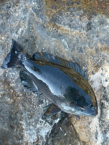 メジナの釣果