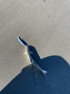 アメマスの釣果