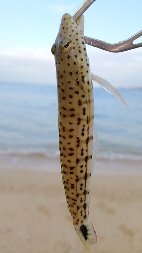 オグロトラギスの釣果