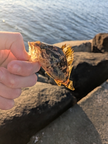 タケノコメバルの釣果