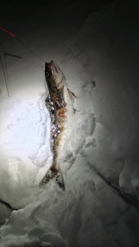 ホッケの釣果