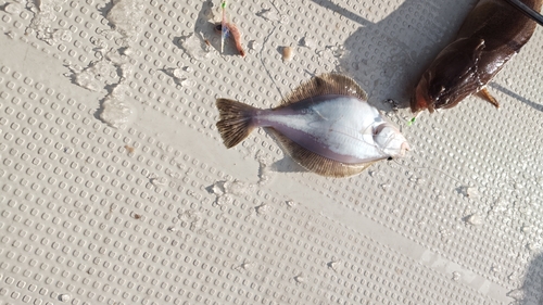 ソウハチの釣果