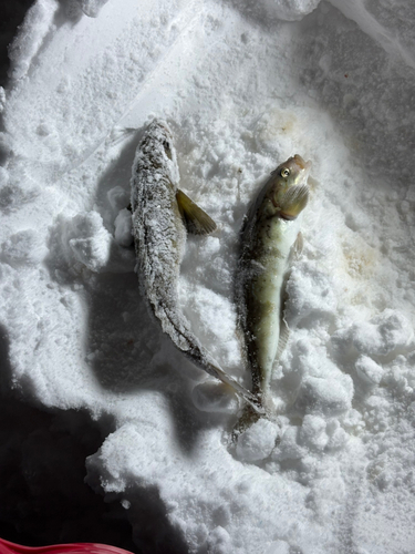 ホッケの釣果