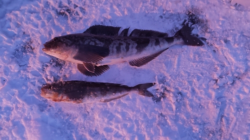 ホッケの釣果