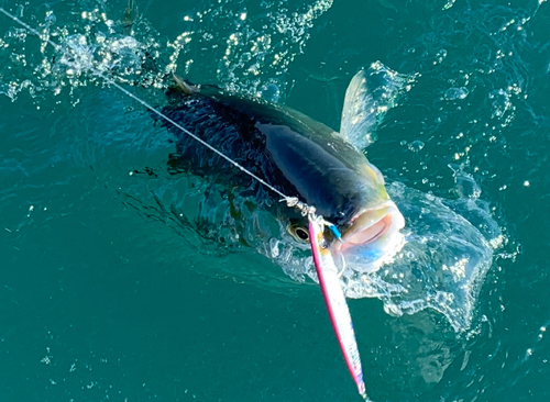 ブリの釣果