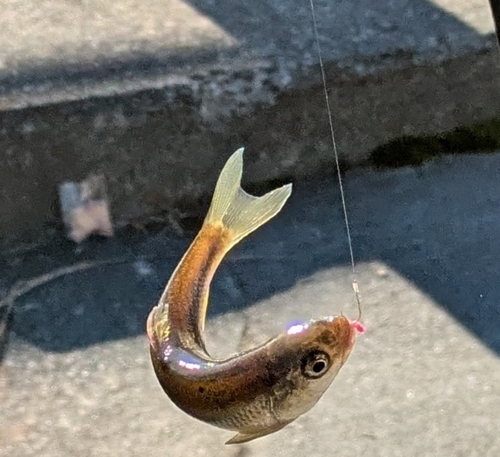 カワムツの釣果